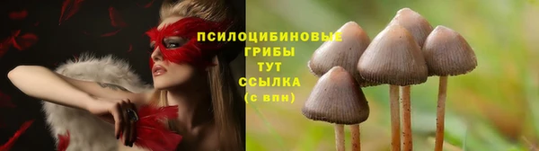 сатива Заводоуковск